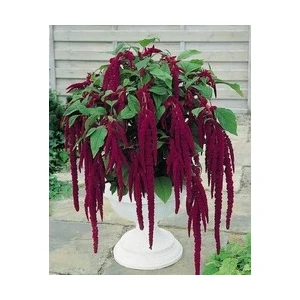 Dört Mevsim Horozibiği. (100) Tohum