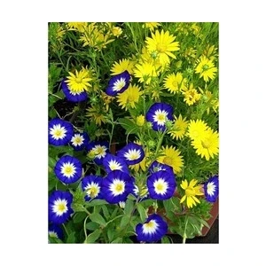 Dört Mevsim Gündüz Güzeli (25ADET) Convolvulus Tricolor