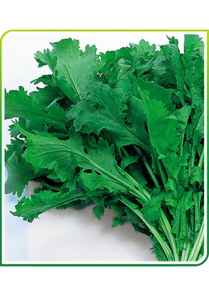 - 20 Adet Tere ( Cress ) Tohumu