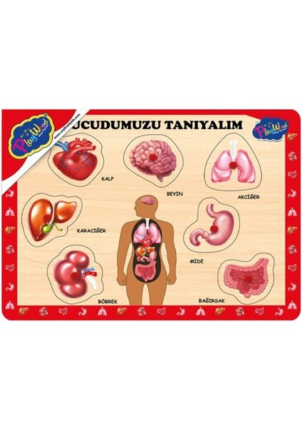 Onyıl Oyuncak 5760122 Ahşap Tutmalı Puzzle-Vücudumuzu Tanıyalım