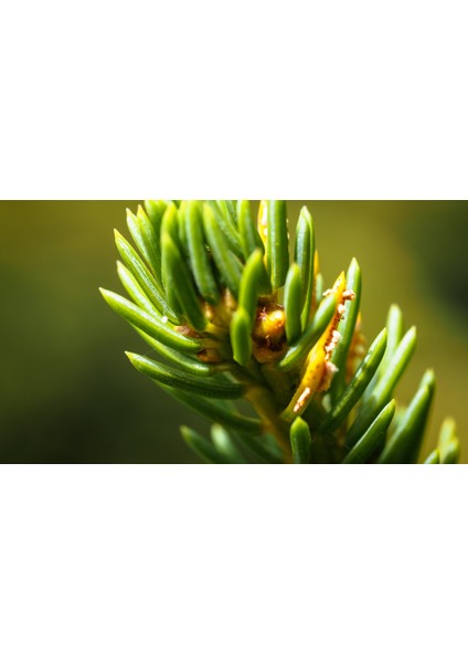 Çam Filizi Sirkesi / Pine Sprouts Vinegar modelleri