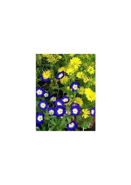 Gündüz Güzeli (25ADET) Convolvulus Tricolor