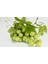 Asma Koruğu Sirkesi / Sour Grape Vinegar 3