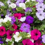 Arzuman Petunya Tohumu Yerli Petunia 100 Adet
