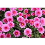 Rüzgar Botanik Pembe Kasımpatı Çiçeği Fidanı Saksılı 20 cm 40 cm