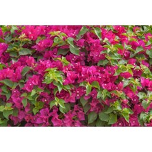 Floramut Saksıda Sarılıcı Fuşya Begonvil Fidanı
