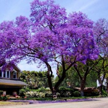 e-fidancim Tüplü Mor Çiçekli Yoğun Kokulu Paulownia Ağacı FIDANI(120-160 cm ) 5 Adet