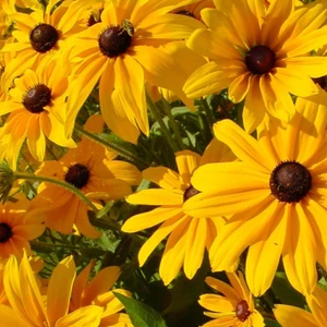 Afrika Papatyası Tohumu Yerli Rudbeckia 100 Adet