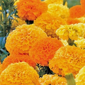 Kadife Tohumu Yerli Tagetes L. 50 Adet