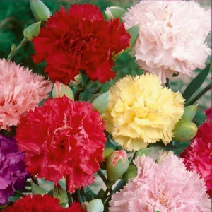 Karanfil  Tohumu Yerli Dianthus Caryophyllus 100 Adet