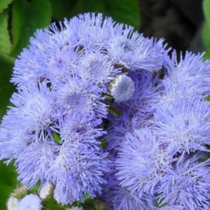 Vapur Dumanı Tohumu Yerli Ageratum Houstanianum 100 Adet