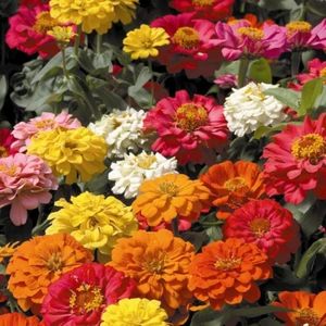 Zinna Tohumu Yerli Zinnia 30 Adet
