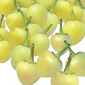 Biber Tohumu Yerli Biber-Misket 5 Gram