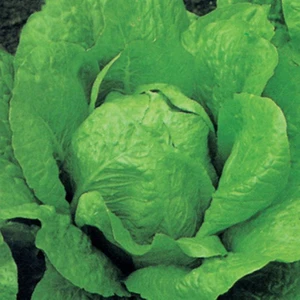 Marul Tohumu Yerli Yedikule 5 Gram