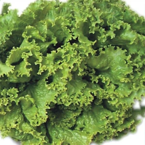 Marul Tohumu Yerli Iri Kıvırcık 5 Gram
