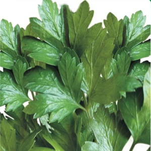 Maydanoz Tohumu 10 Gram