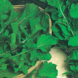 Roka Tohumu Yerli 10 Gram