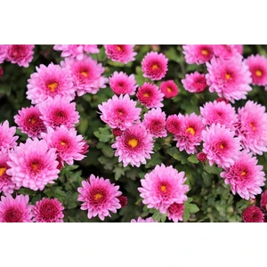 Rüzgar Botanik Pembe Kasımpatı Çiçeği Fidanı Saksılı 20 cm 40 cm