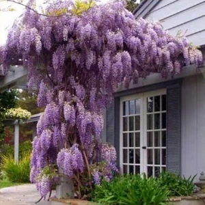 Tüplü Yoğun Kokulu Wisteria Sinensis Mor Salkım Fidanı (70-100 Cm)
