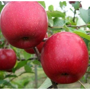 Fuji Elma Fidanı Aşılı Açık Kök