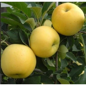 Golden Elma Fidanı Aşılı Açık Kök