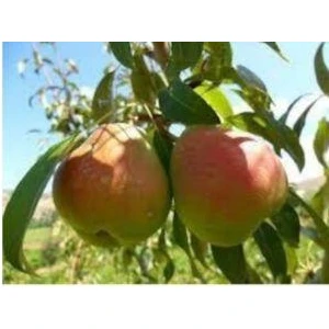 Deveci Armut Fidanı Aşılı Açık Kök