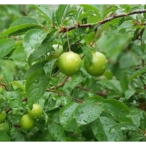 Papaz Eriği Fidanı Aşılı Açık Kök