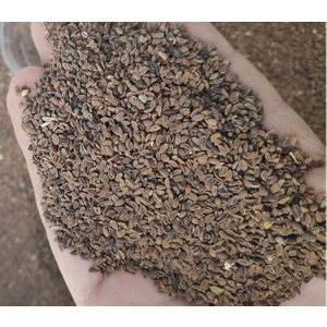 Faselya (Arı Otu Tohumu) 1 kg