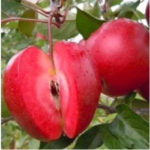 Red Love (Içi Dışı Kırmızı) Elma Fidanı