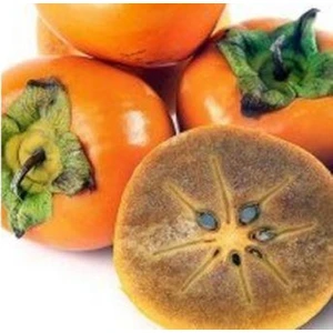 Çikolata Hurma Fidanı Aşılı Açık Kök