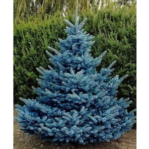 Büyük Tüpte Mavi Ladin Fidanı 60-80 cm