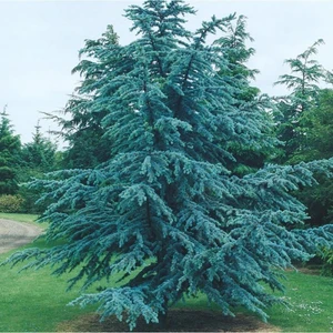 HİMALAYA  SEDİRİ (Cedrus Atlantica) 50-70 cm