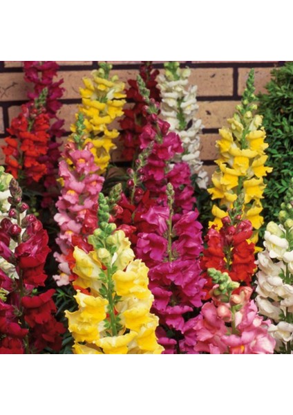 Aslanağzı Tohumu Yerli Antirrhinum Majus 100 Adet