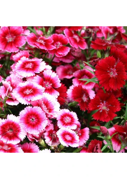 Çin Karanfili Tohumu Yerli Dianthus Chinensis 100 Adet