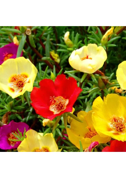 Ipek (Şellaki) Tohumu Yerli Portulaca Grandiflora 100 Adet