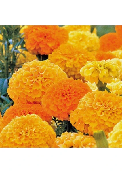 Kadife Tohumu Yerli Tagetes L. 50 Adet