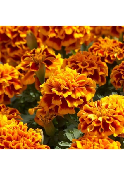 Karagöz Tohumu Yerli Tagetes L. 50 Adet