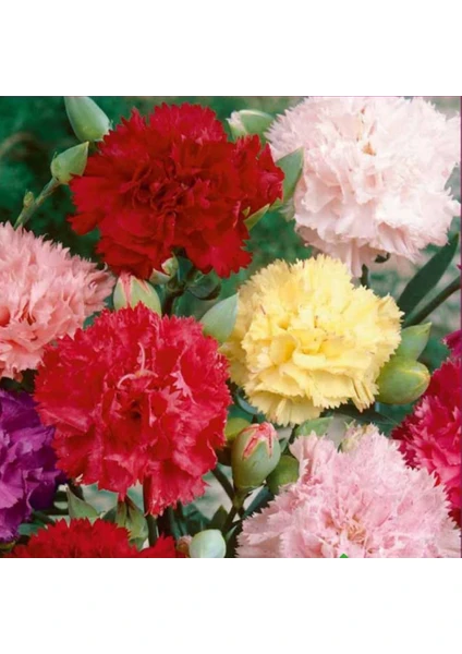 Karanfil  Tohumu Yerli Dianthus Caryophyllus 100 Adet