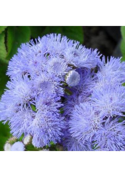 Vapur Dumanı Tohumu Yerli Ageratum Houstanianum 100 Adet