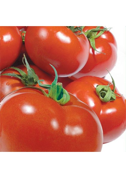 Domates Tohumu Yerli SC-2121 3 Gram