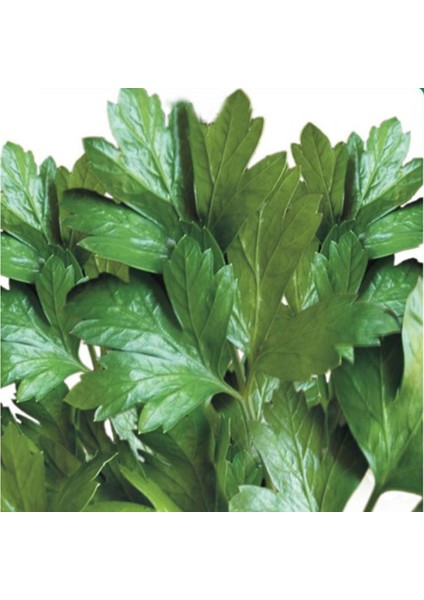 Maydanoz Tohumu 10 Gram