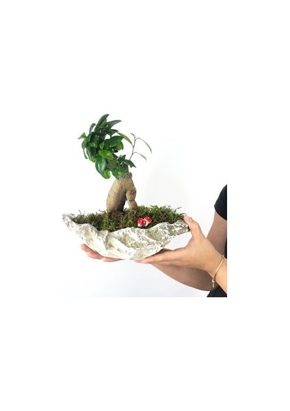 - Ficus Ginseng Bonsai & Gri Roda Beton Saksıda Hediyelik Canlı Çiçek