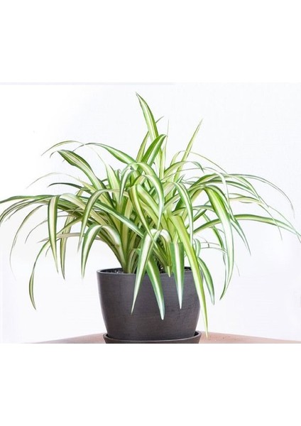 Kurdele Çiçeği 20 cm Kahverengi Saksılı