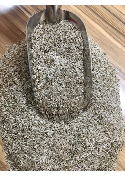 Kıvırcık Marul Tohumu