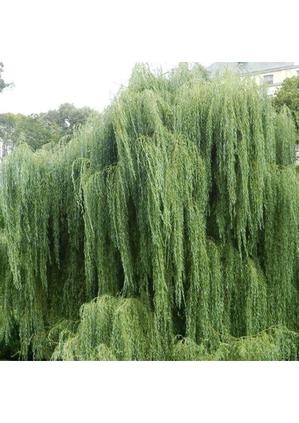 Tüplü Salkım Söğüt Ağacı (Salix Babylonica) Fidanı (5 Adet)