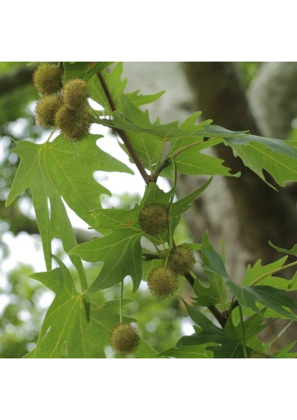 Tüplü Anadolu Çınar Ağacı (Platanus Orientalis) Fidanı