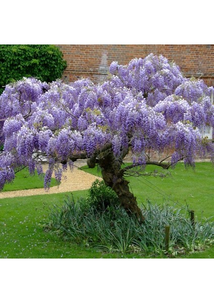 Tüplü Yoğun Kokulu Wisteria Sinensis Mor Salkım Fidanı (30-50 Cm) 10 Adet