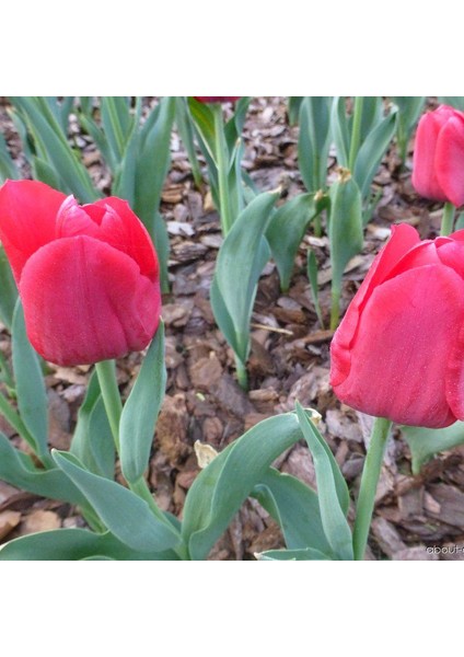 Ille De France Ithal Özel Iri Kafa Özel Lale Soğanı (5 Soğan)