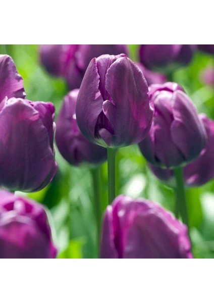 Ithal Negrita Iri Kafa Lale Soğanı (5 Soğan)