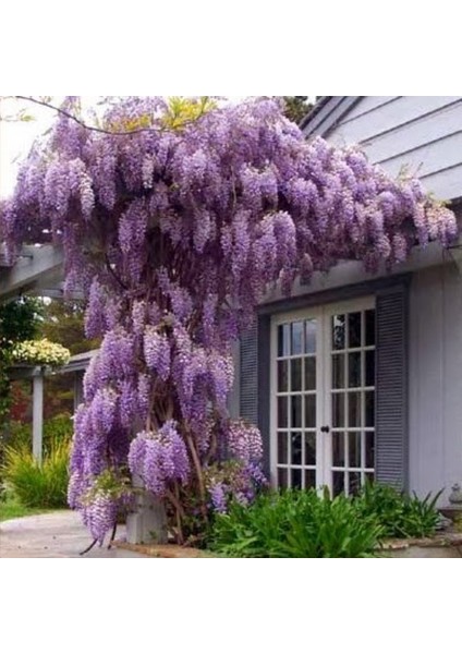 Tüplü Yoğun Kokulu Wisteria Sinensis Mor Salkım Fidanı (70-100 Cm)